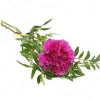 Handbukett med en cerise/mörkrosa nejlika - Handblommor - Skicka begravningsblommor %city%