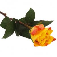 Handbukett med en orange ros - Handblommor - Skicka begravningsblommor %city%