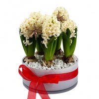 Lucia - Jul blommor - Skicka blommor och presenter i %city%